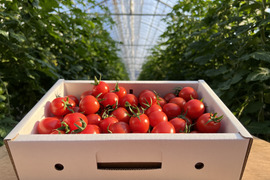 【春トマト】3月の鈴なり♪完熟ミニトマトこすず（1.5kg）朝採り農園直送便
