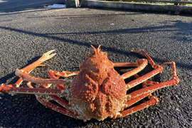 旨みたっぷり！水族館で泳いでいる高足ガニ3,6kg（たっぷり8人以上）