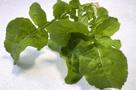 【農薬化学肥料不使用】ダイくんちの野菜！独特な辛みがアクセント！ルッコラ　1箱6袋（1袋6本）