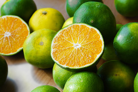 YN26（みかん）家庭用5kg｜和歌山で生まれた温州みかんの有望品種を産地直送でお届け