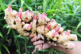 【受注収穫】掘りたて新生姜１ｋｇ 農薬不使用 自然栽培 四万十産