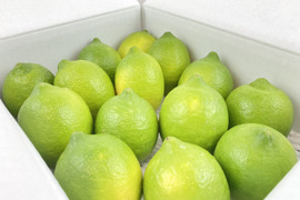 【生産量第1位】もぎたてグリーンレモン10kg◉ワックス•防腐剤•防カビ剤不使用