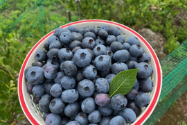 【農薬・肥料不使用】雑味のない、きれいな味｜朝摘みブルーベリー（500g）