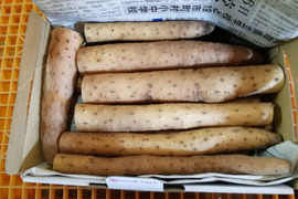 砂丘の恵み！鳥取砂丘“とろける”ながいも 1kg（2本前後）