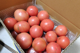 【期間限定6kg】ふぞろいのトマトたち【福岡県産桃太郎トマト】