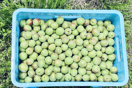 自然栽培の剣先梅 4kg 梅酒・梅シロップ用