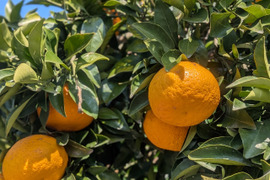 食べ頃『甘夏』1.9kg 甘味と酸味が程よい福岡産