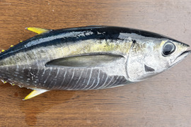 本日限定！6.13発送！キハダマグロ！超新鮮！血抜き済み1匹丸々‼️約2.5kg