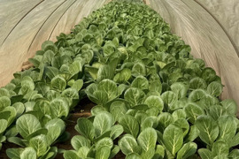 【新鮮！】農薬・化学肥料不使用 小松菜 1kg【冬ギフト】