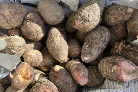 ホクホク！赤芽芋＆石川早生(各１キロ、合計２キロ入り)