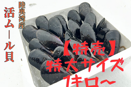 【アウトレット品】陸奥湾産天然 活ムール貝〈特大サイズ〉1kg〜
