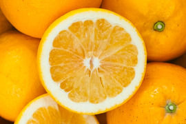 【訳ありだけど美味しさそのまま】河内晩柑 5kg【ほのかな甘みに爽やかな酸味】