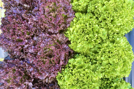 1kg【数量限定】農薬不使用のリーフレタス！今だけの柔らかいレタスが食べれる！