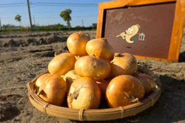 採れたて砂付き！静岡県浜松市産　玉葱 5kg