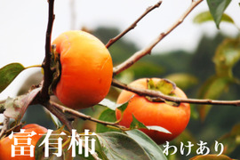 富有柿 　わけあり・家庭用　約3kg(12～15個程度）
