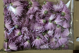 【2026年度予約商品】山形伝統野菜 紫食用菊"嫁の顔"150g遊佐町在来種