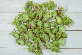 【天然物は香りが違う！！】春一番の贈り物　ほろ苦さがたまらない 天然ふきのとう