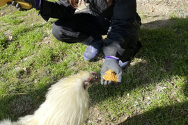 【平飼い】【有精卵】うこっけいの卵 20個 自然卵養鶏