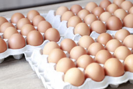 プリっと卵で栄養満点！！朝採りふるさと地たまご60個（破損補償10個含む） 食べチョク　冷蔵便【熨斗対応可】