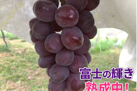 【希少で貴重な富士の輝!!】農薬削減な『富士の輝』と『シャインマスカット』のセット（３房 約１.８kg）