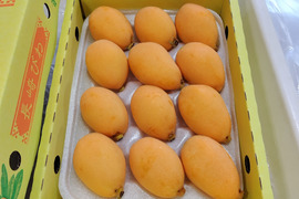 採りたて新鮮が一番美味しい！甘さ濃～い！長崎産露地びわ「千々（ちぢ）んびわ」　　食べきり６００ｇ箱（１２玉）にてお届け