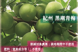 紀州青梅　3ｋｇ「節減対象農薬：栽培期間中不使用」