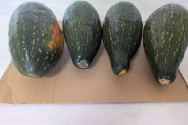 【サラダカボチャ】訳あり　有機JAS認証取得　万次郎生まるごと　４個入（約8.4kg）