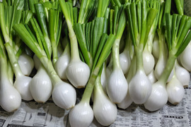 桜島産　農薬.化学肥料不使用栽培　甘い『新玉ねぎ5キロ』