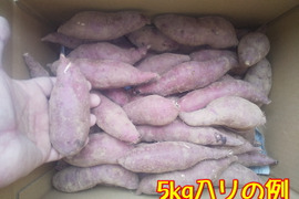 小さい紅はるか(京都産) ひとつ80～150g