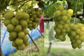 マスカサーティーンの通販｜ぶどう｜食べチョク｜産地直送(産直