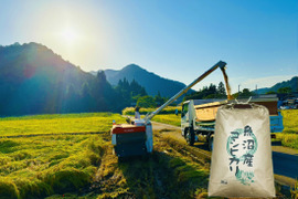 魚沼産コシヒカリ 5kg 精米 魚沼市 令和7年産