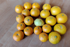 お任せ柑橘詰め合わせセット（３種類以上）箱重量込み４㎏（自然栽培）【熨斗対応可】【柑橘食べ比べ】