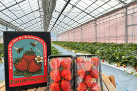 山梨の寒暖差育ち！濃厚いちごパック　230g×2p