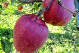 【先行予約・10月下旬発送予定】スターキング 昔懐かしのりんご 2.5kg（6～10個）