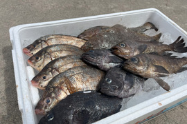 【青森県佐井村直送】おまかせ鮮魚ＢＯＸ　約３キロ