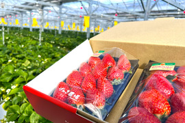 《高ビタミンC含有、酸味甘みのバランスが良い》　おいCベリー280g×2パック　佐賀県基山町産