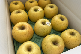 【黄色いりんご食べ比べ】　シナノゴールド・藤原ロマン　家庭用小玉 約3kg（11～14玉）