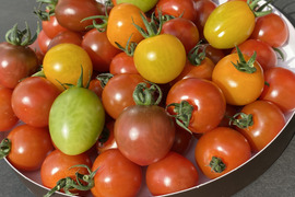 ポップで可愛いカラフルトマト1キロ