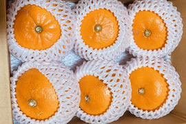 【数量限定】せとか｜果汁ぎっしり・ほんのり酸味の春果実 ｜2Lサイズ　6個