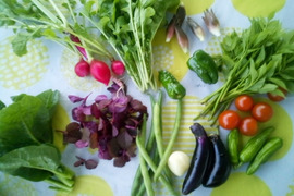 10月のスペシャル緑と香りとドングリのセット！80サイズ3000円相当　自然栽培の野菜セット有精卵自然農法果樹園アイアイファームボリスブラウンの特別な卵2個付き⭐