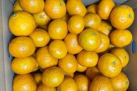 【愛媛県中島産】味濃厚春みかん！カラマンダリン農薬不使用