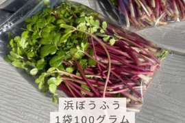 ちょいクセがやみつきになる！浜ぼうふう(300g)川口市の特産品☆