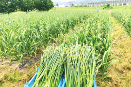 令和５年新物！にんにくの芽・葉・つぼみ １キロ【農薬不使用】