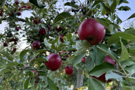 クセになる酸味　お菓子作りに良し、生食でも良し　青森県産　紅玉(こうぎょく)　家庭用　約３キロ