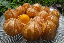 【数量・期間限定！】「食べる宝石」ほおずき500g（およそ45粒前後）