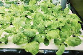味美菜　農薬、化学肥料不使用　100g以上