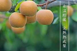 【氷温貯蔵】奥四万十完熟熟成梨２ｋｇ（３～５玉）ご家庭用 農薬不使用 自然栽培 四万十産