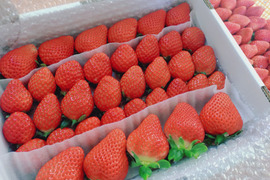 （３月発送）
４箱トクトク🍓いちごの宝石箱！
朝摘み完熟酵素栽培の
こだわりいちご