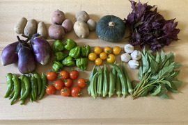 彩り夏野菜セット【3～4人向け・7～8品目】栽培期間中 農薬・化学肥料不使用