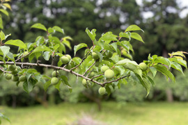 自然栽培の紅映梅 2kg 梅酒・梅シロップ用